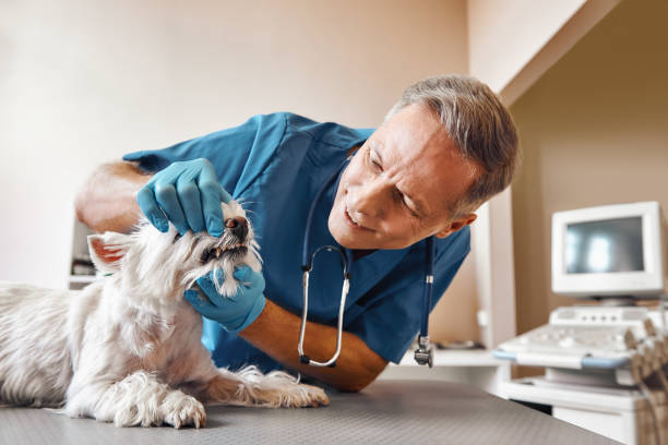 Best Emergency Treatment for Dental Infections or Abscesses in Bluffton, IN